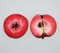 rødkødet æblesort - Astrid æble med rødt frugtkød